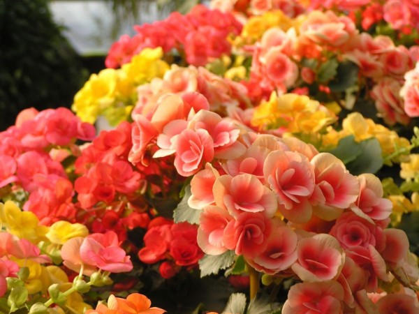 不死川実弥の誕生花のベゴニアが咲き誇って美しい