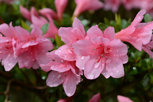 栗花落カナヲの誕生花の皐月が咲いて多くのポン区の花を咲かせている